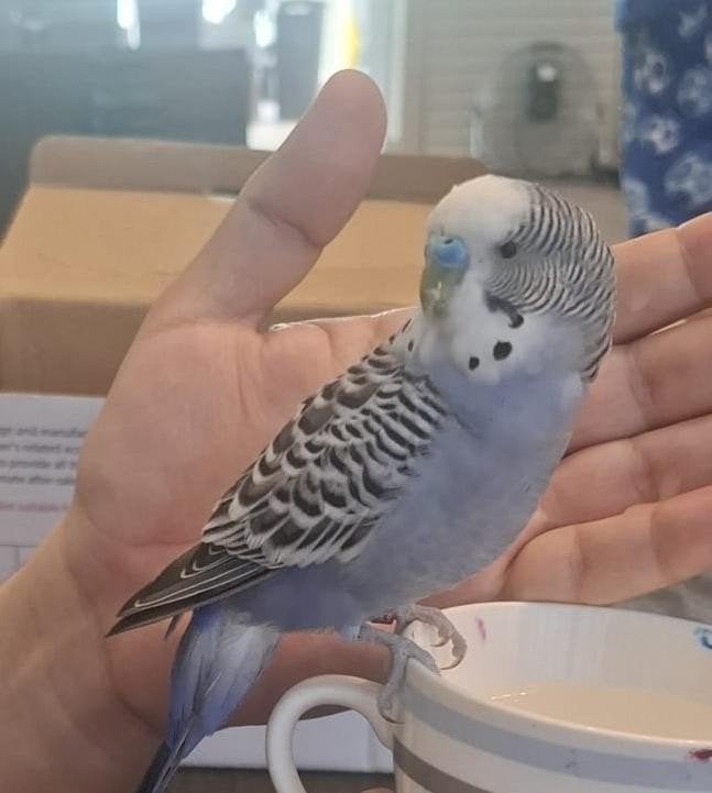 gevonden vogel, Dieren en Toebehoren, Mannelijk, Parkiet