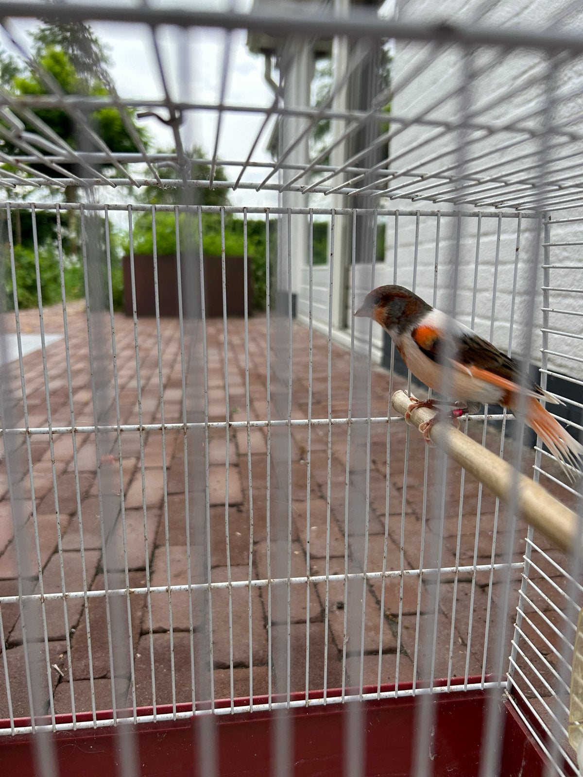 Kanarie man te koop, Dieren en Toebehoren, Mannelijk, Kleurkanarie