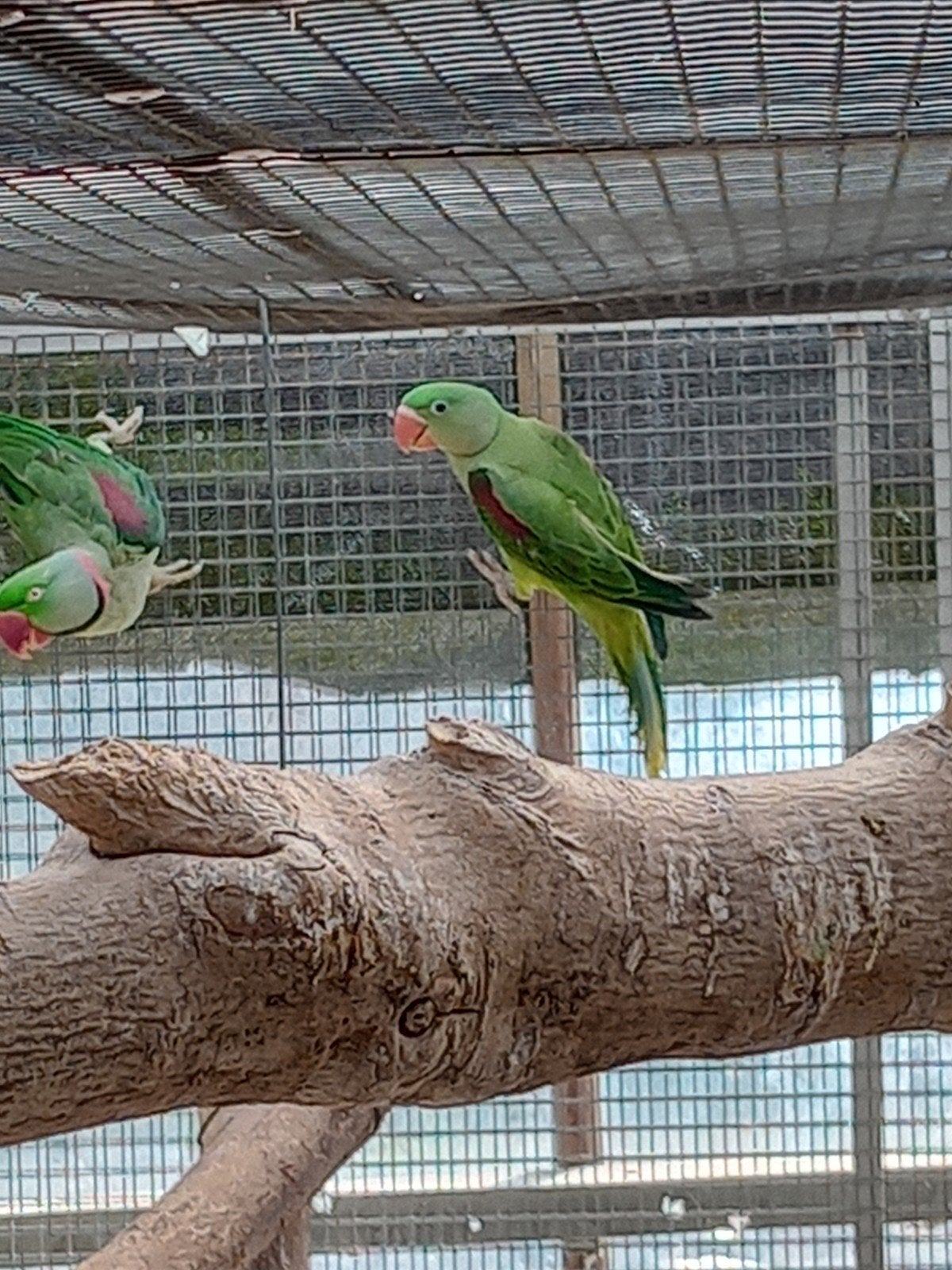 jonge alexanderparkieten om tam te maken, Meerdere dieren, Dwergpapegaai of Agapornis, Geringd
