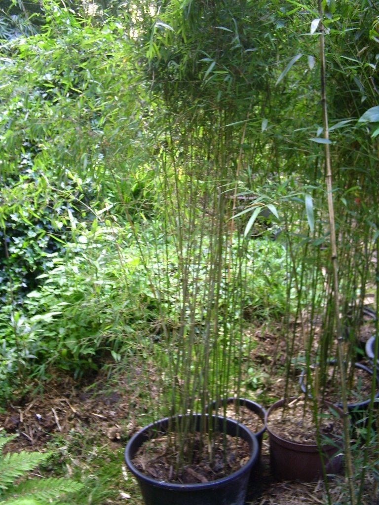 Diverse populaire bamboes, Tuin en Terras, Vaste plant, Bloeit niet, Halfschaduw, Ophalen