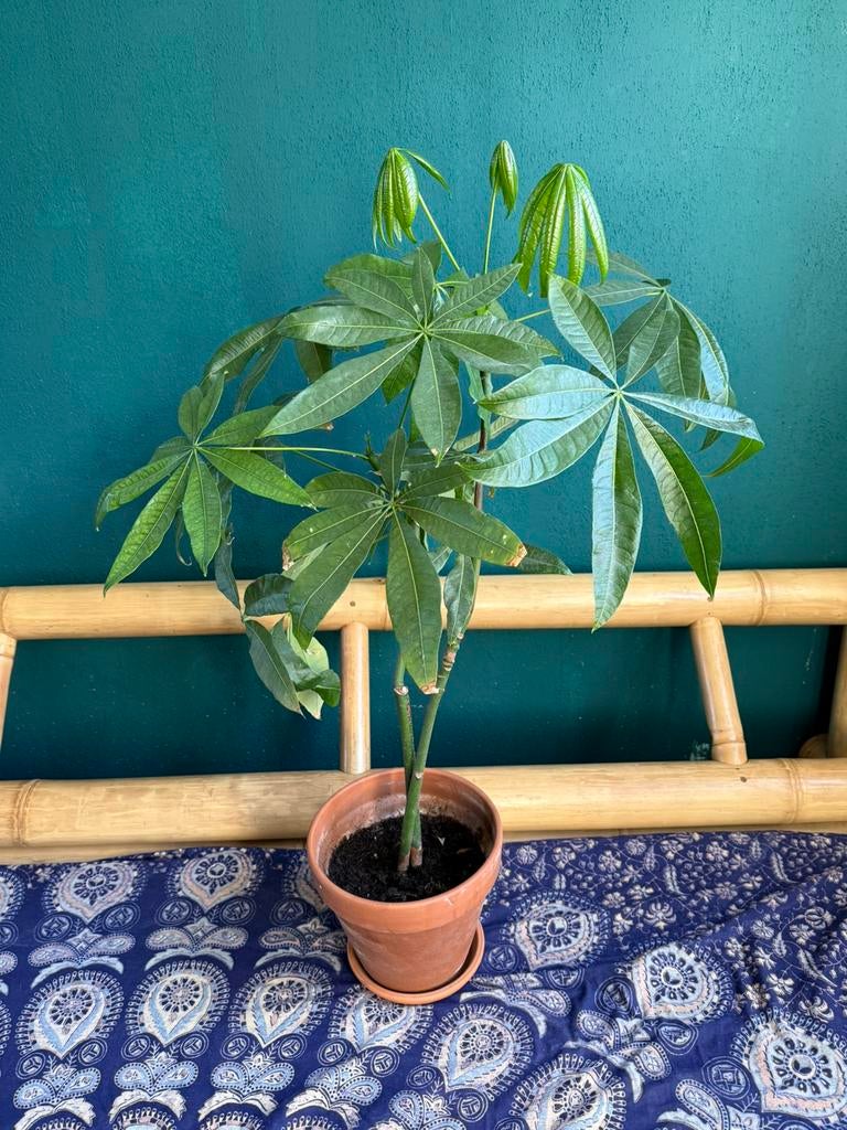 Plant met pot - 1 meter hoog, Ophalen, Overige soorten, Volle zon