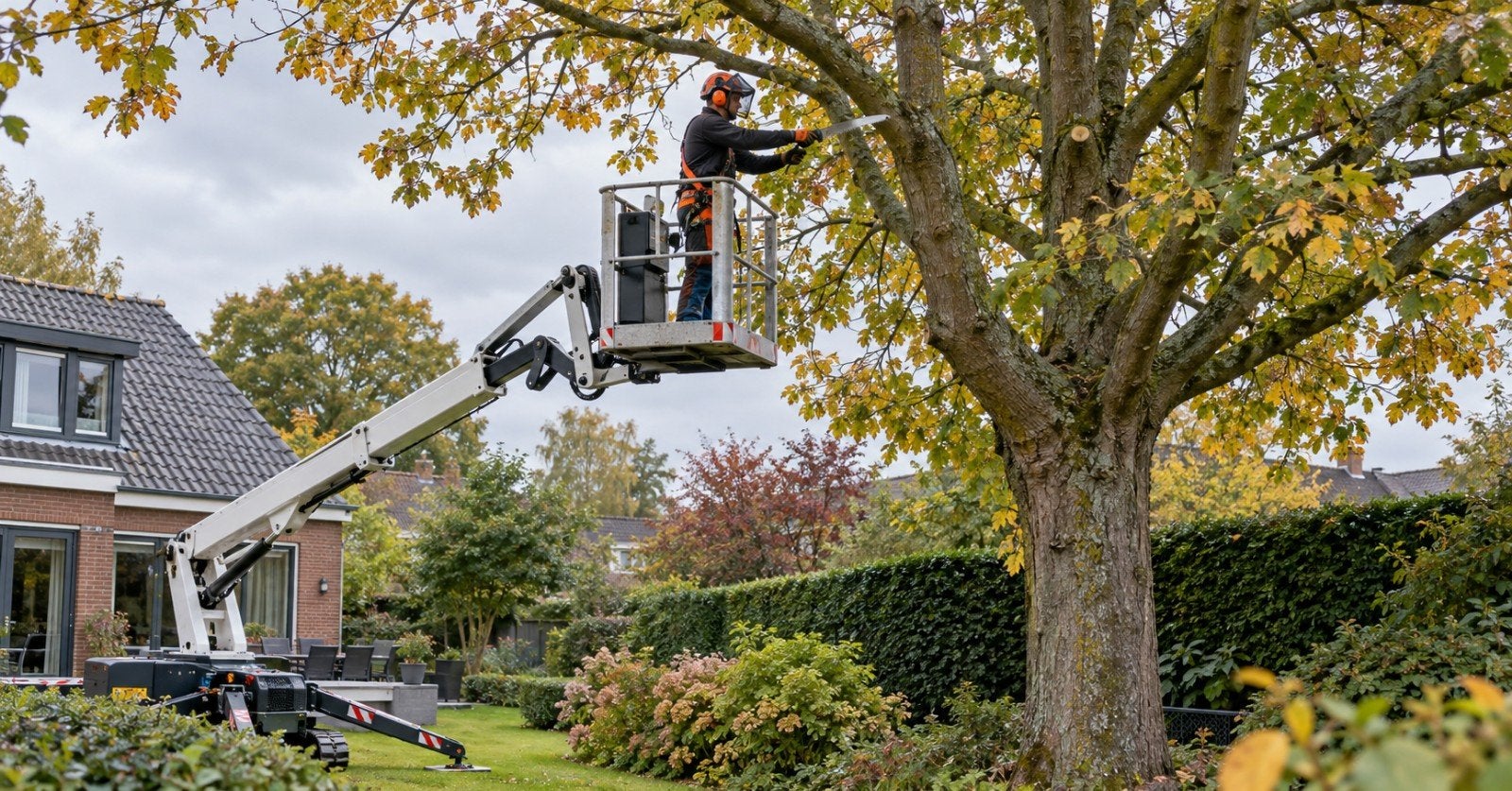 Bomen snoeien of verwijderen | Boomverzorging & bosbouw