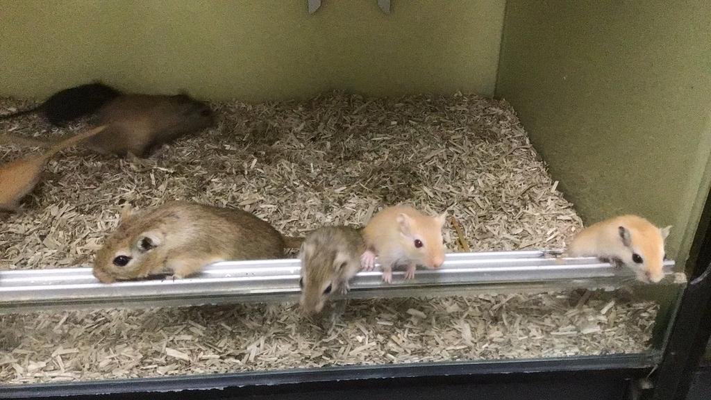 Gerbils, mongoolse gerbils, jonge gerbil, Februari, Meerdere dieren, Overige typen, Tam