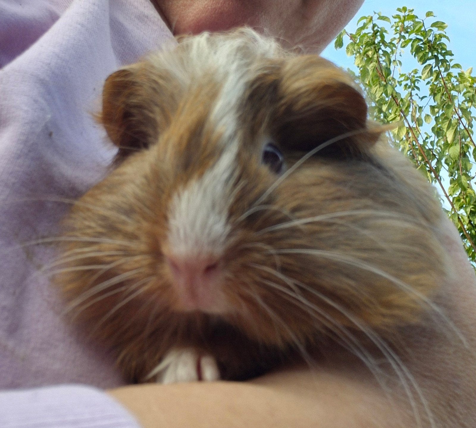 jong Peruvian zeugje 26 september., Dieren en Toebehoren, Cavia, Vrouwelijk, Tam, September