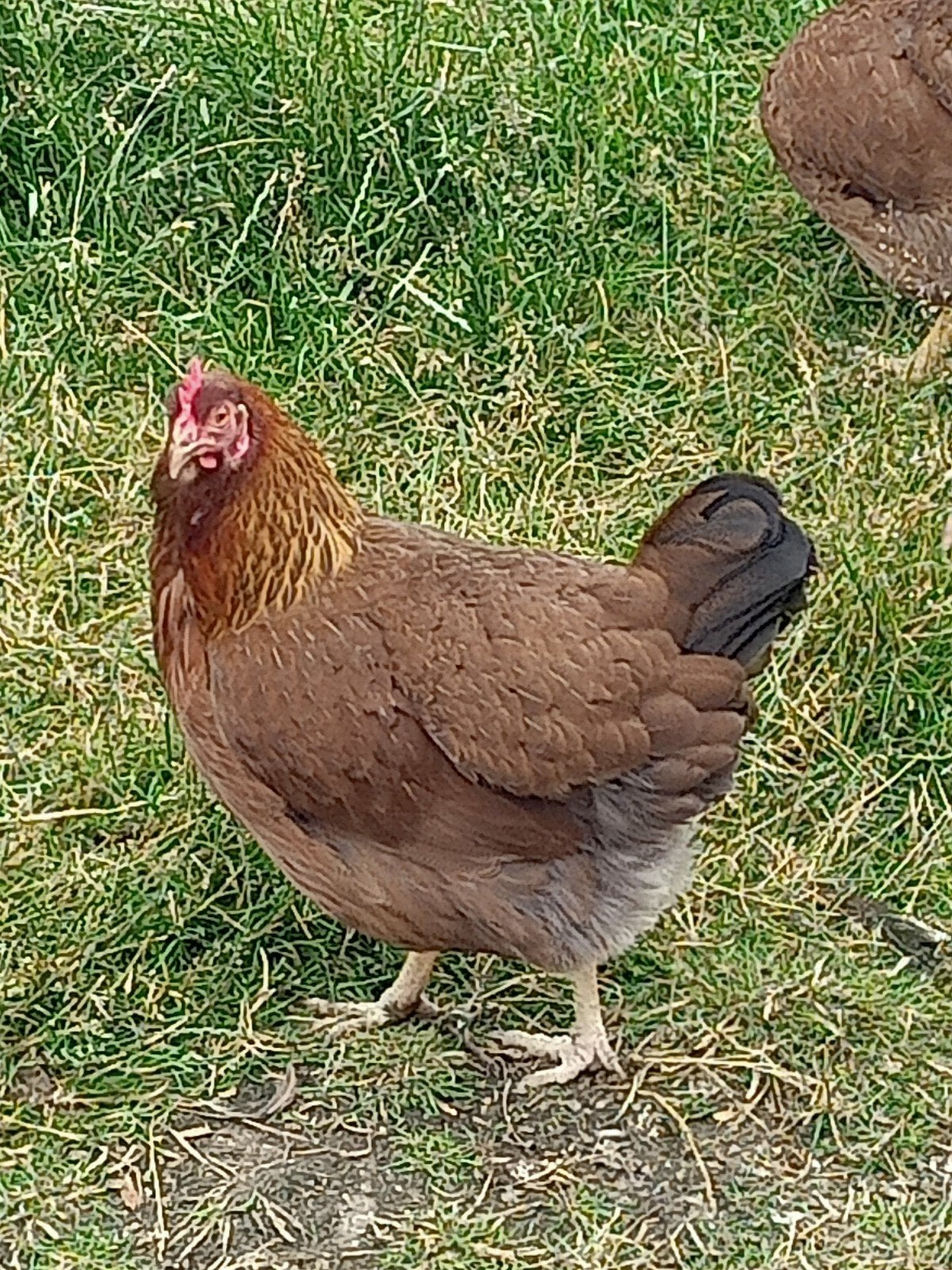 Welsumer hennen, Dieren en Toebehoren, Pluimvee, Vrouwelijk, Kip