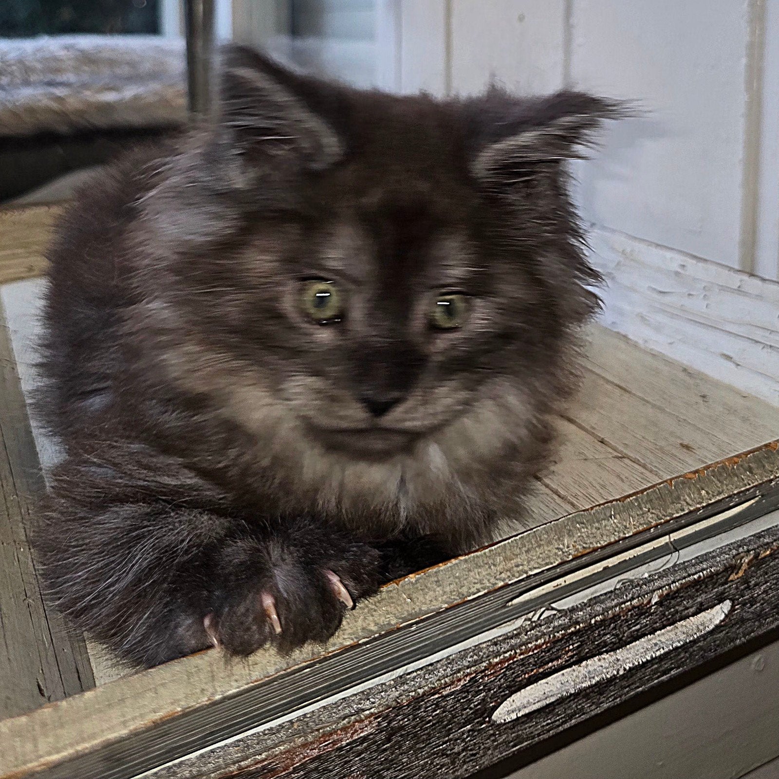 XXL Maine Coon Rus DEKKATER SilverSmoke GetestVriendelykReus, Dieren en Toebehoren, 6 jaar of ouder