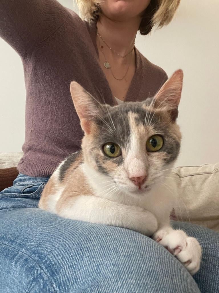 Cat for adoption: LIVIA, Poes, Kortharig, 0 tot 2 jaar