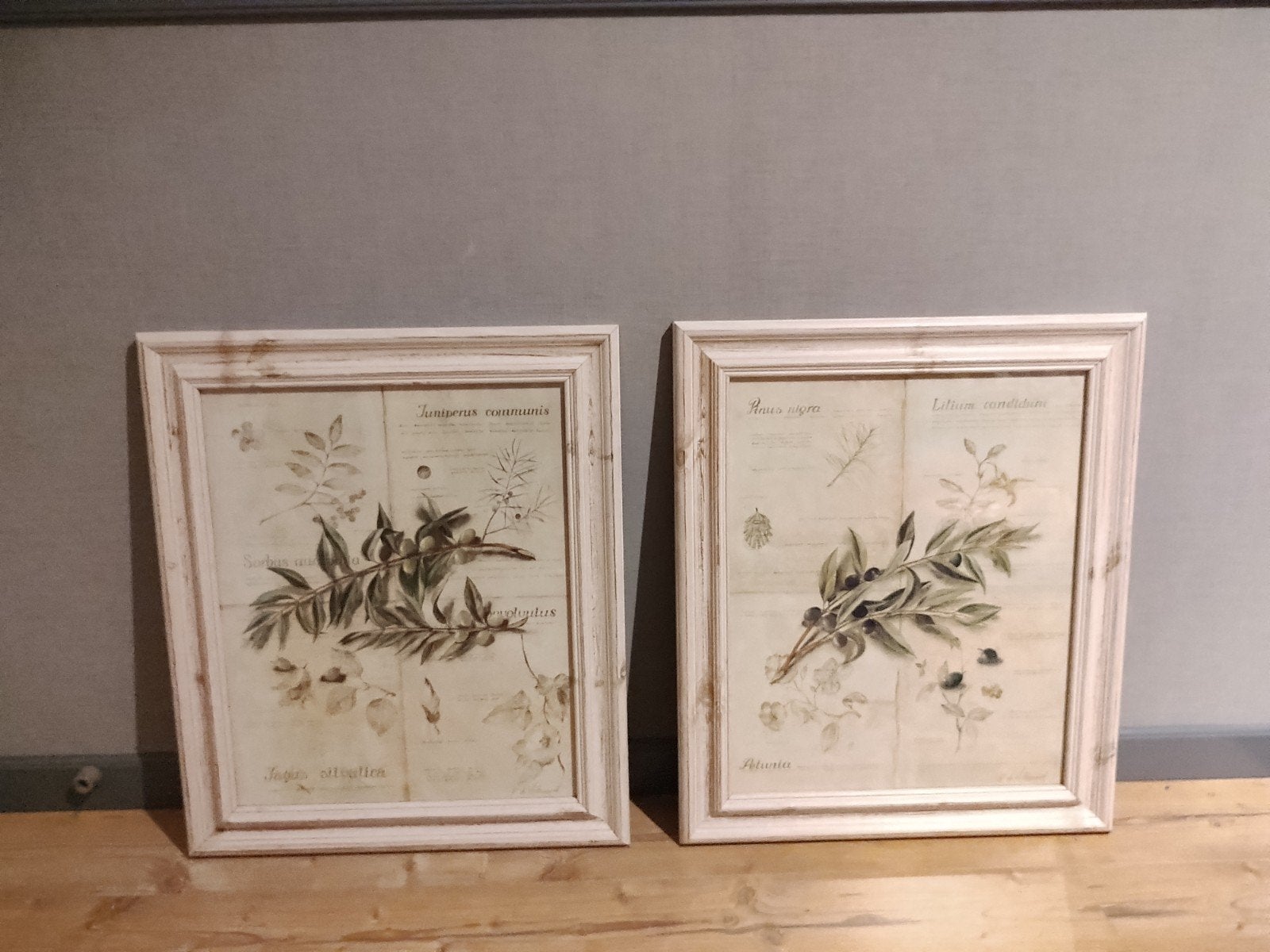 Set van 2 Botanische Schilderijen met Olijftakken, Antiek en Kunst, Kunst | Schilderijen | Klassiek, Ophalen of Verzenden, Klassiek