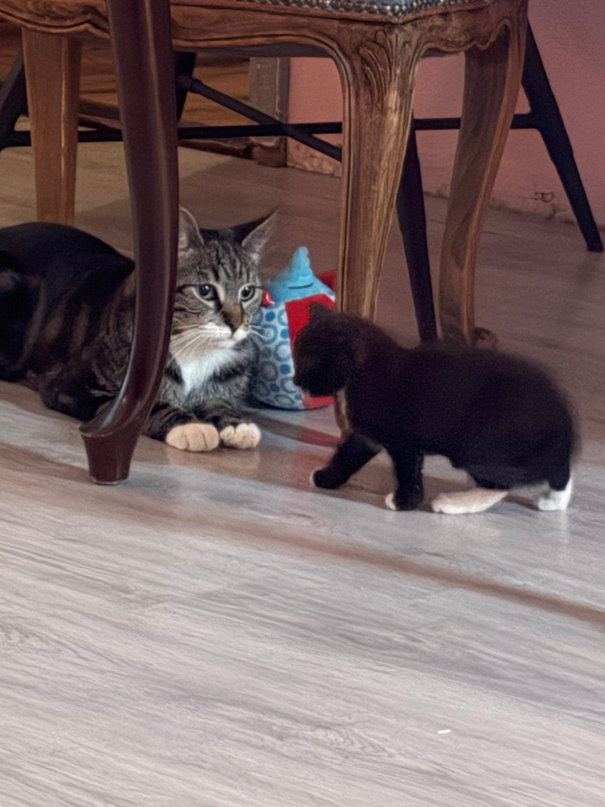 Kittens, Meerdere dieren