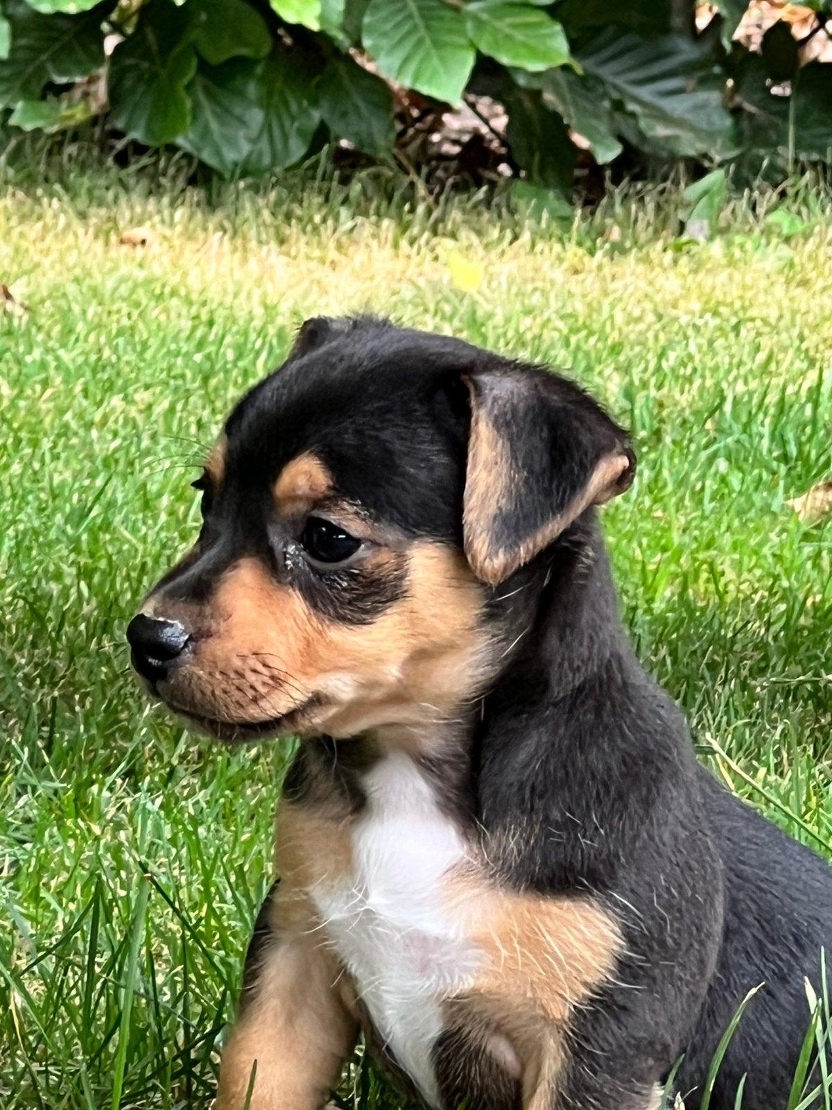 Jack russell pups, black and tan, Parvo, Jack Russell Terriër, 8 tot 15 weken, Meerdere