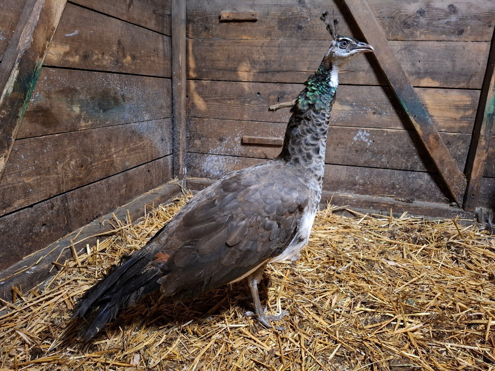 blauwe pauw hen, Dieren en Toebehoren