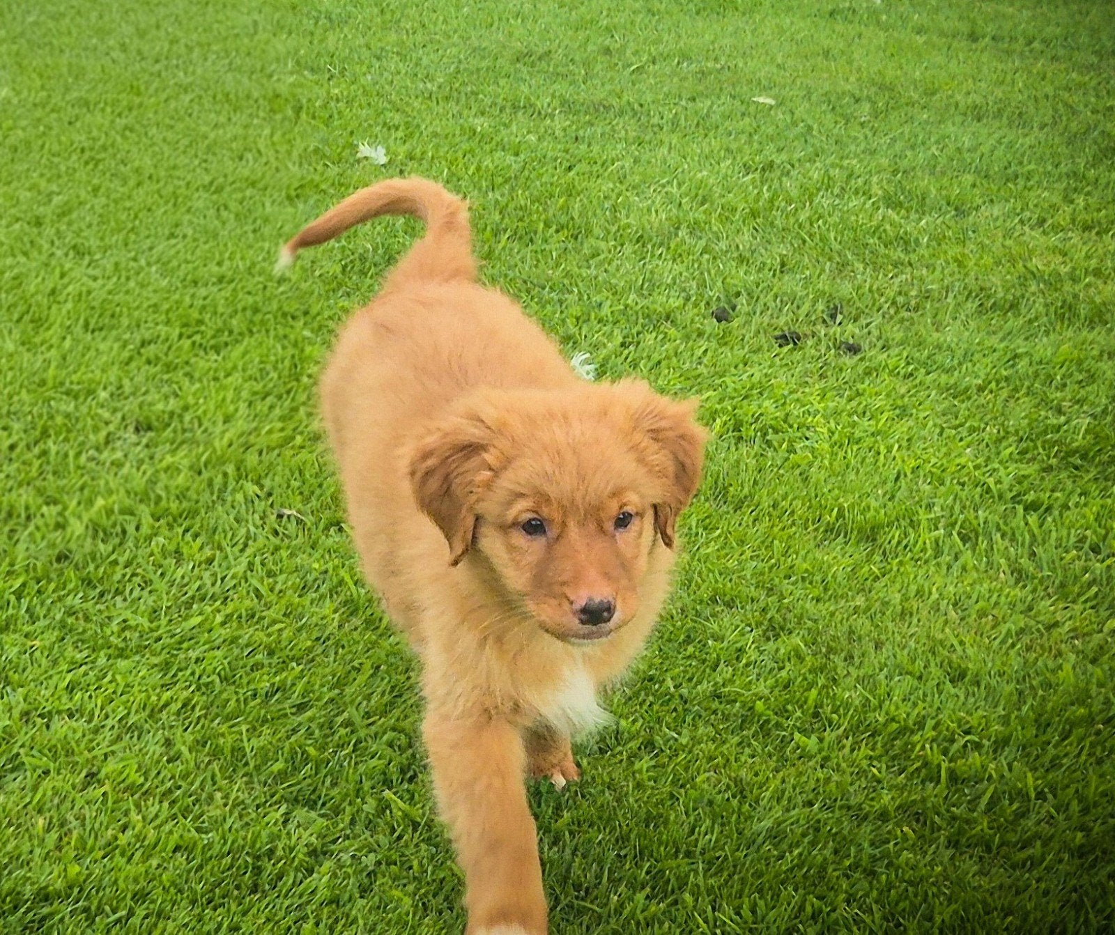 Super lief, enthousiast Toller teefje zoekt een nieuw thuis, Parvo, Overige rassen, 8 tot 15 weken, Teef
