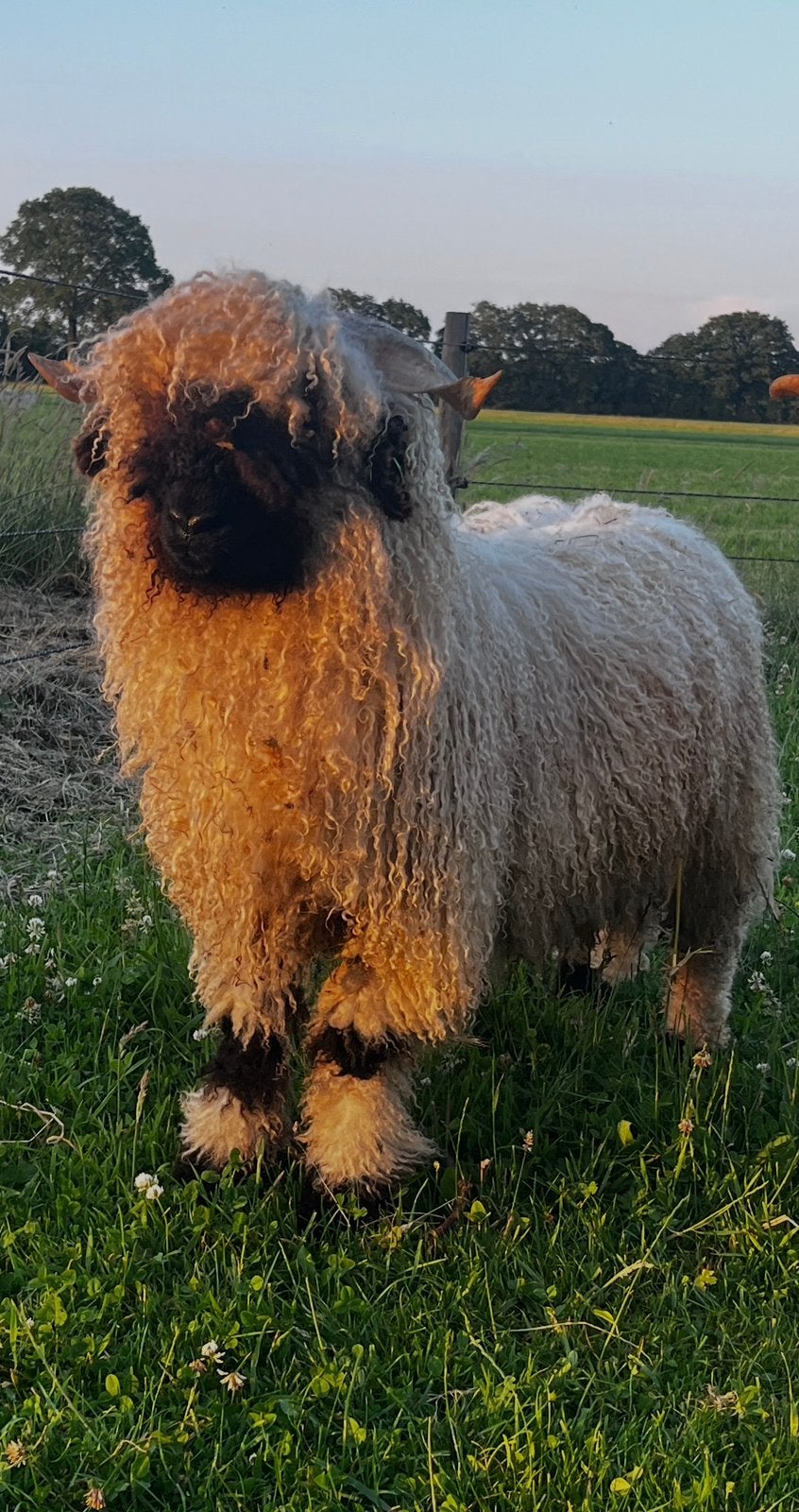Walliser schwarznase ram, Mannelijk, Schaap