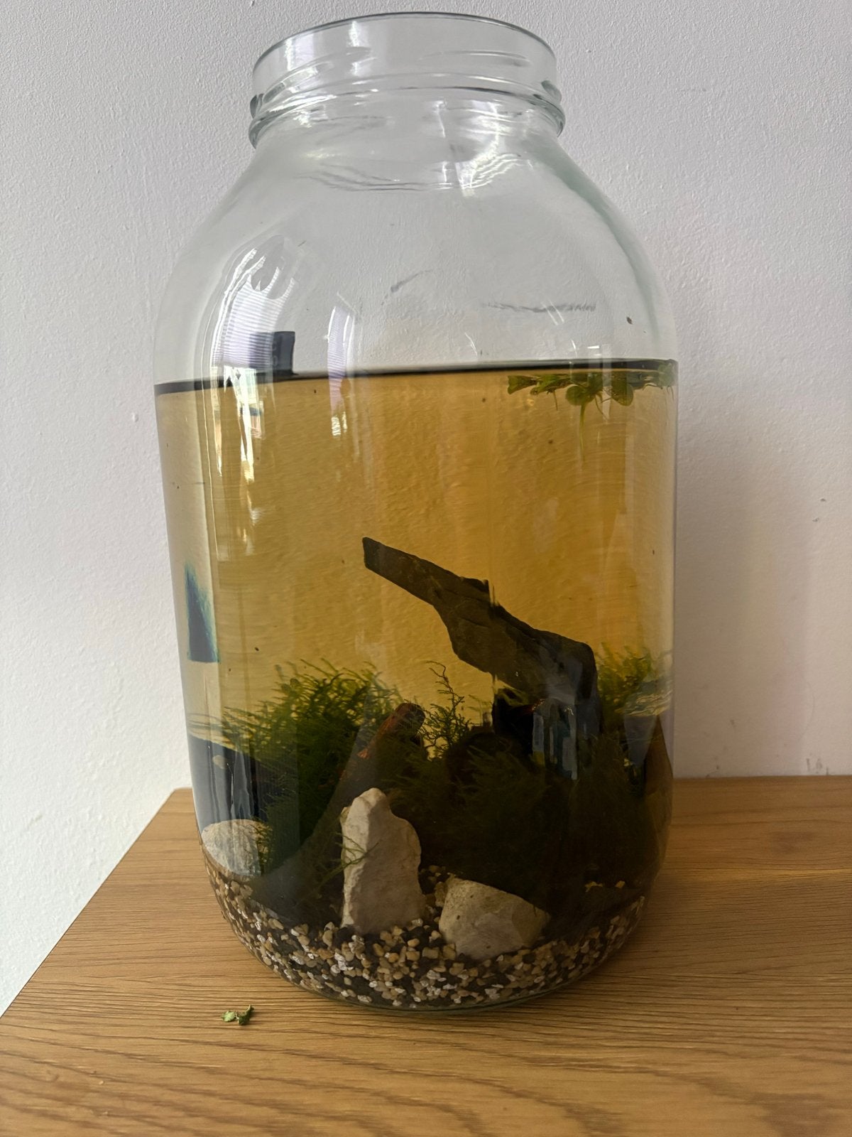 Leuk klein garnalen eco aquarium, Ophalen of Verzenden, Gevuld zoetwateraquarium