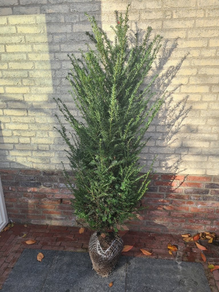 Taxus Baccata haagplanten 175-200 cm, Verzenden, Taxus, Haag, 100 tot 250 cm