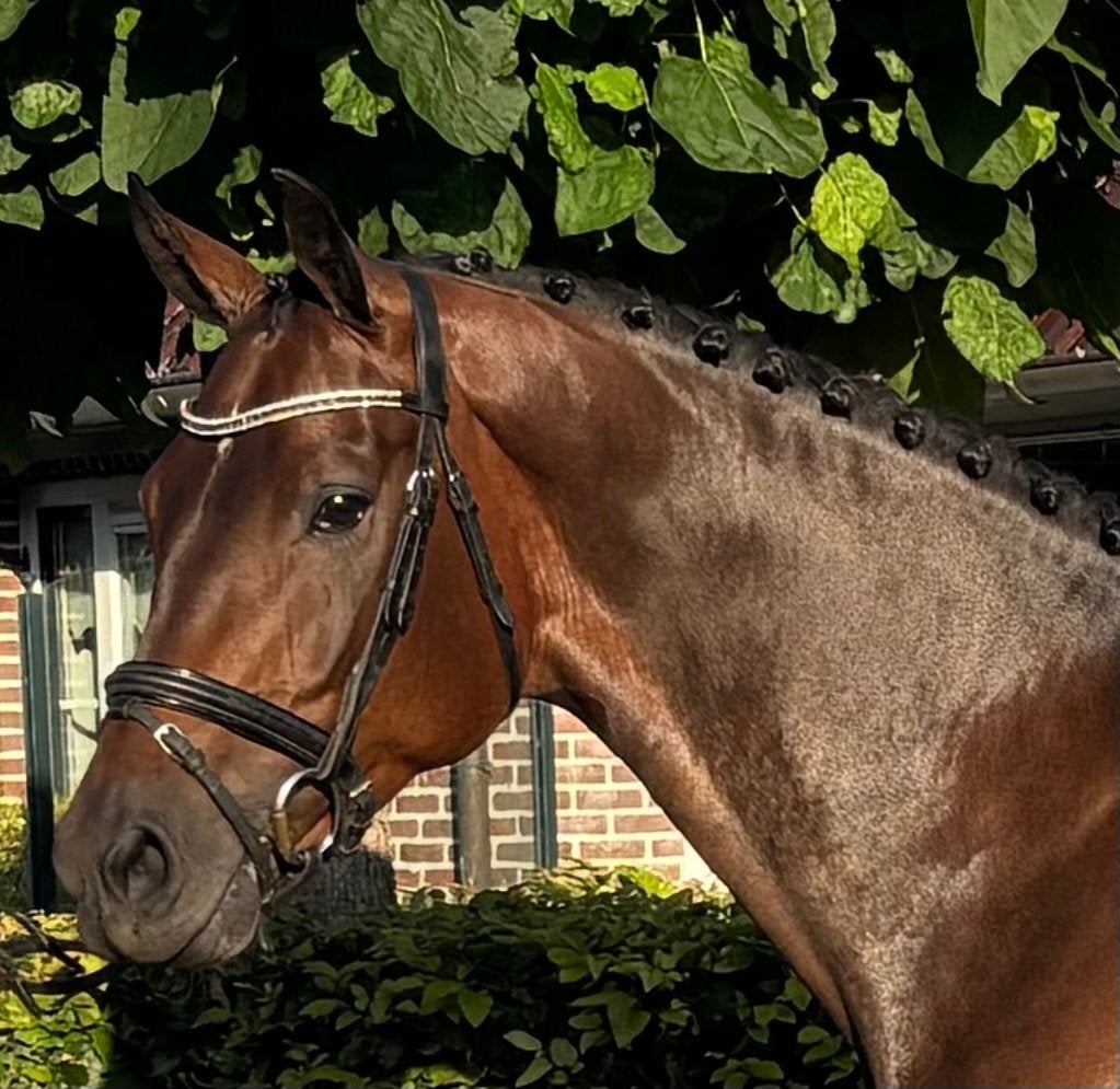 Knappe 4 jarige McLaren ruin, Met stamboom, Ruin, Dressuurpaard, Zadelmak