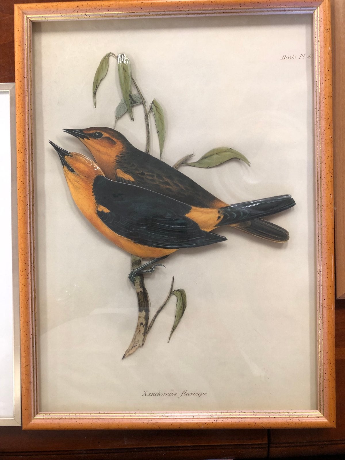 Ingelijste 3D-illustratie van twee vogels, 'Xanthornus flavi, Ophalen of Verzenden, Print, Print/reproductie