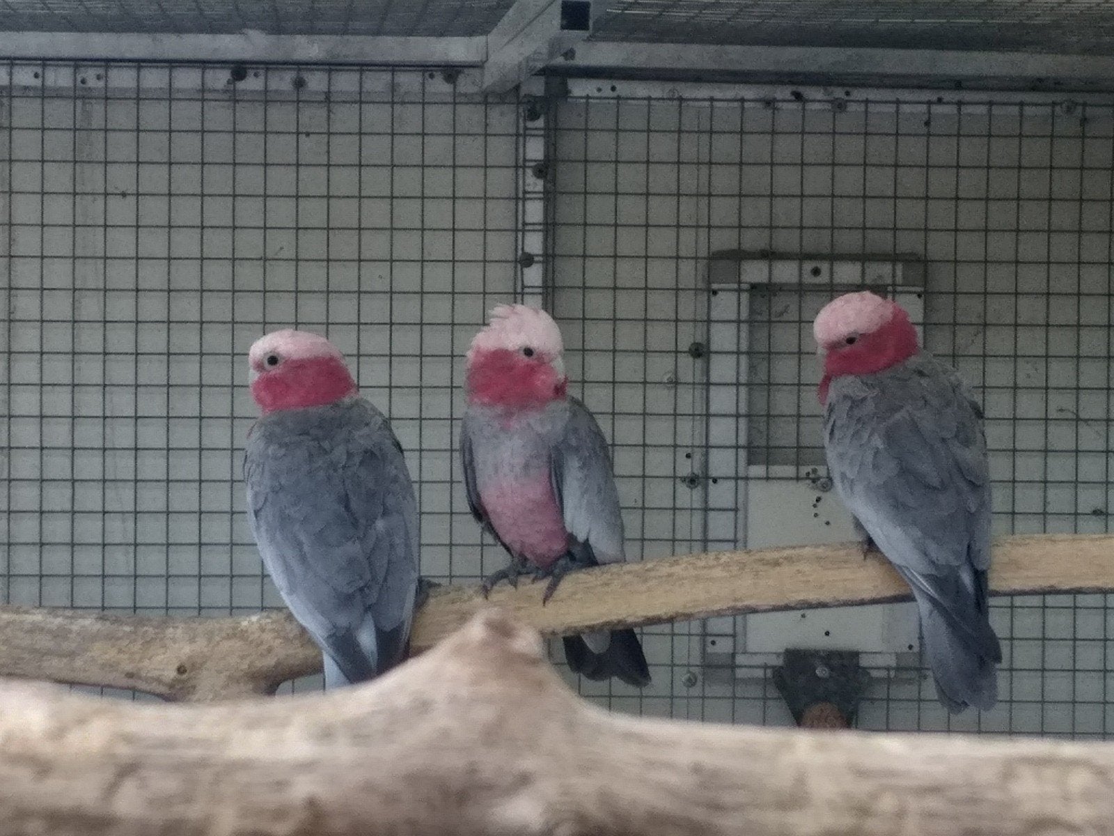 4 mooi  Rose kaketoe jongen  van dit jaar, Dieren en Toebehoren, Vogels | Parkieten en Papegaaien, Geslacht onbekend