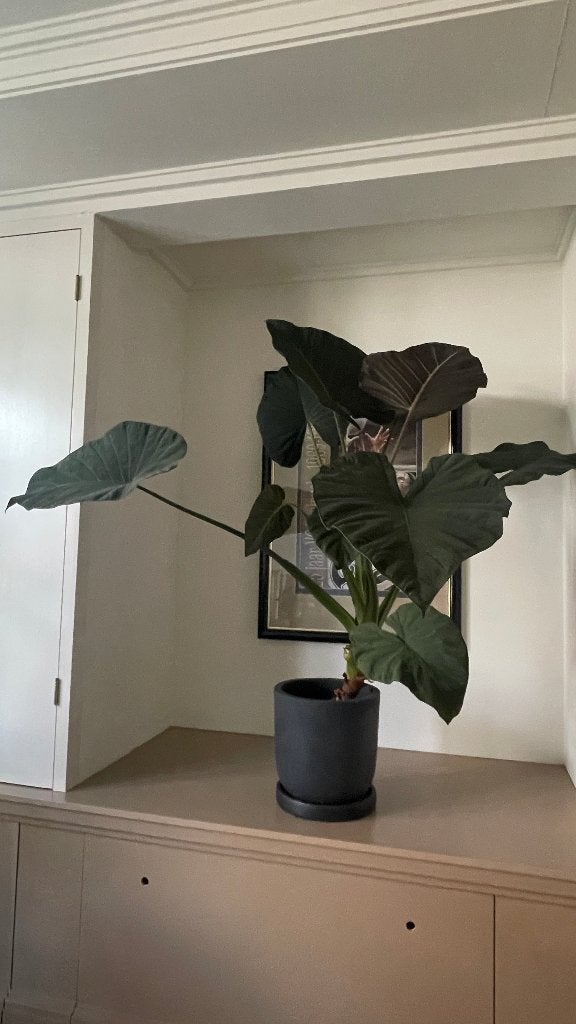 Grote Alocasia Regal Shields in pot, Huis en Inrichting, Kamerplanten, Ophalen, 100 tot 150 cm, Overige soorten, Halfschaduw
