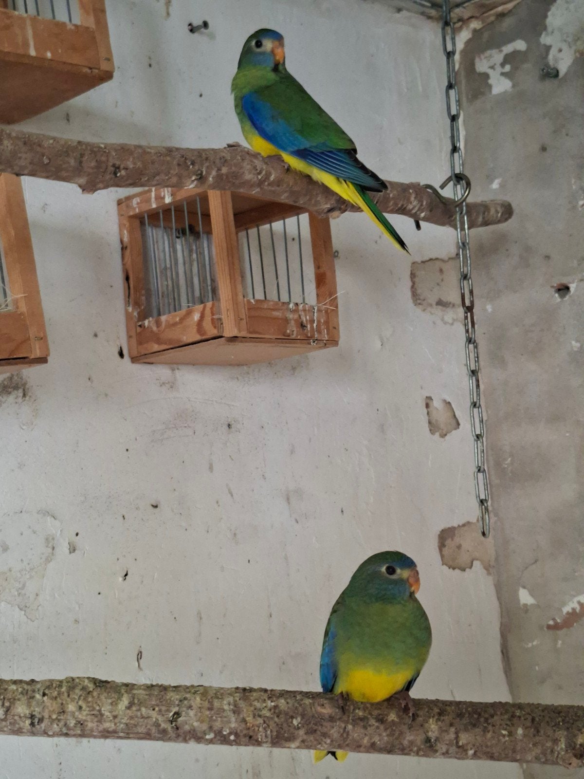 Turquoisine 2 jonge, Dieren en Toebehoren, Vogels | Parkieten en Papegaaien