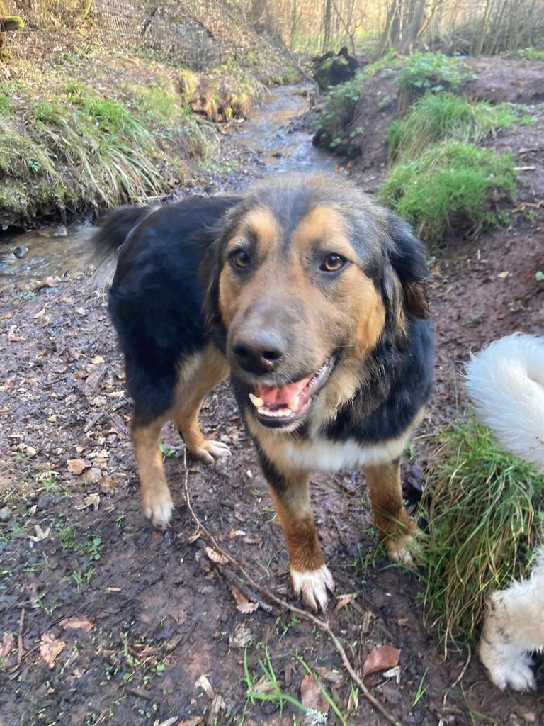 Lieve gezinshond Mura!, Dieren en Toebehoren, Honden | Niet-rashonden, Rabiës (hondsdolheid), Handelaar, 1 tot 2 jaar, Buitenland