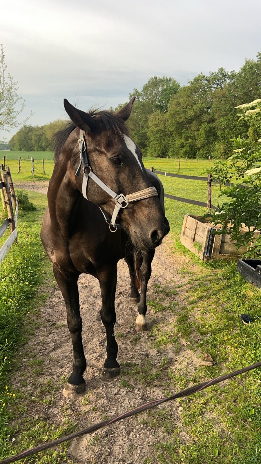 Twee merries kwpn en Shetlander, Dieren en Toebehoren, Paarden, Merrie, L, 11 jaar of ouder, Ontwormd