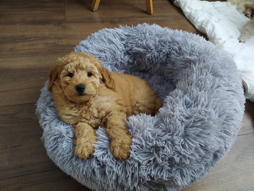 Poedel pups, Poedel, België, Fokker | Hobbymatig, 8 tot 15 weken