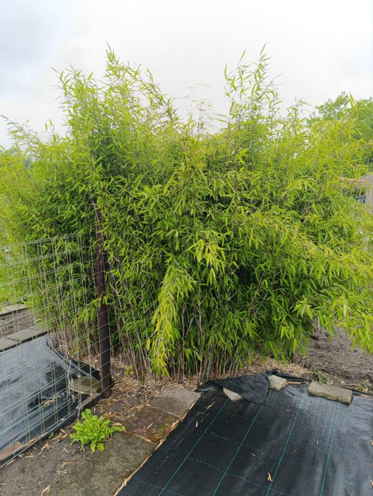 Bamboe Fargesia nitida black pearl, Tuin en Terras, Planten | Bomen, Ophalen, Bloeit niet, Halfschaduw, Overige soorten