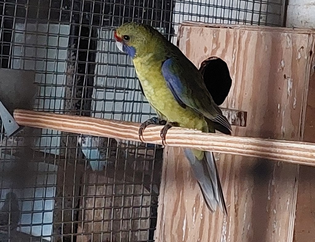 Te Koop >  Geelbuik Rosella, Dieren en Toebehoren, Meerdere dieren, Parkiet, Geringd