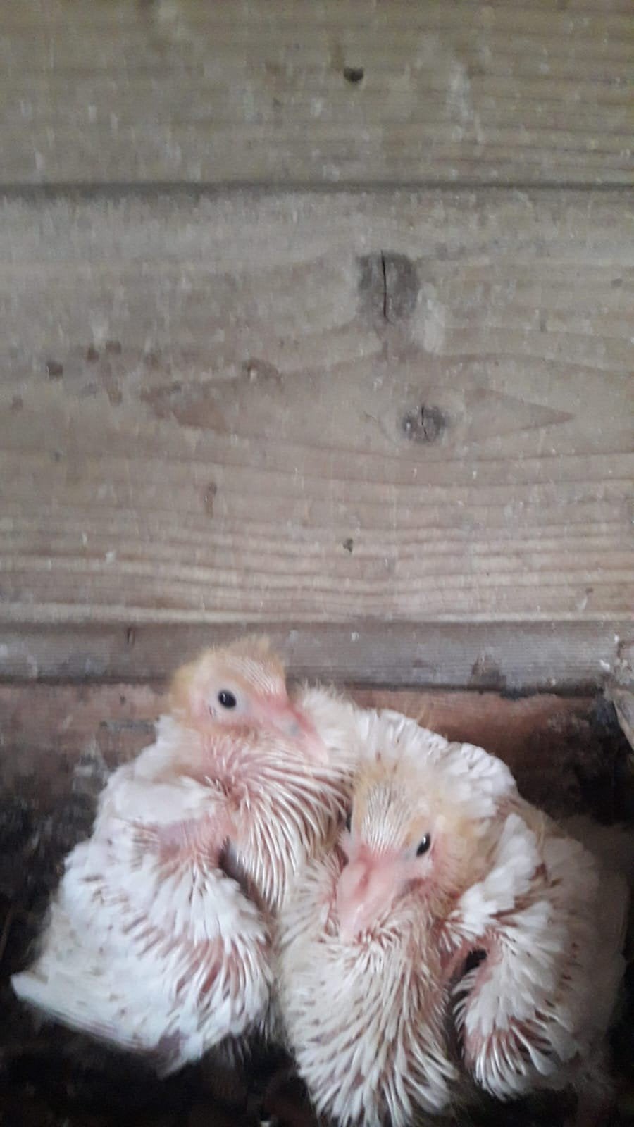Witte Postduiven, Dieren en Toebehoren, Vogels | Duiven, Meerdere dieren, Postduif