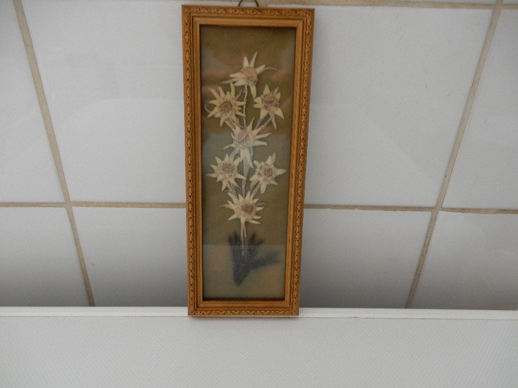 Schilderijtje met echt edelweis, jaren 60, Ophalen of Verzenden