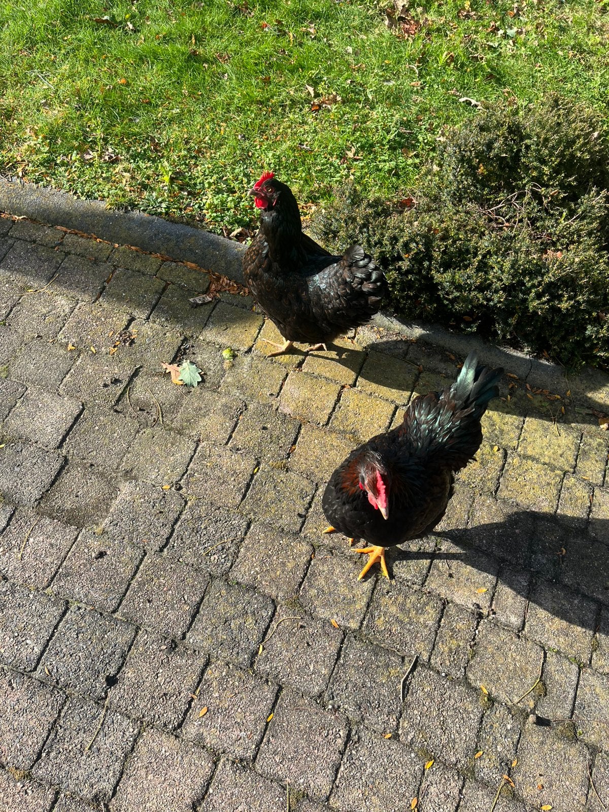 Barnervelder hanen, Dieren en Toebehoren, Mannelijk, Kip