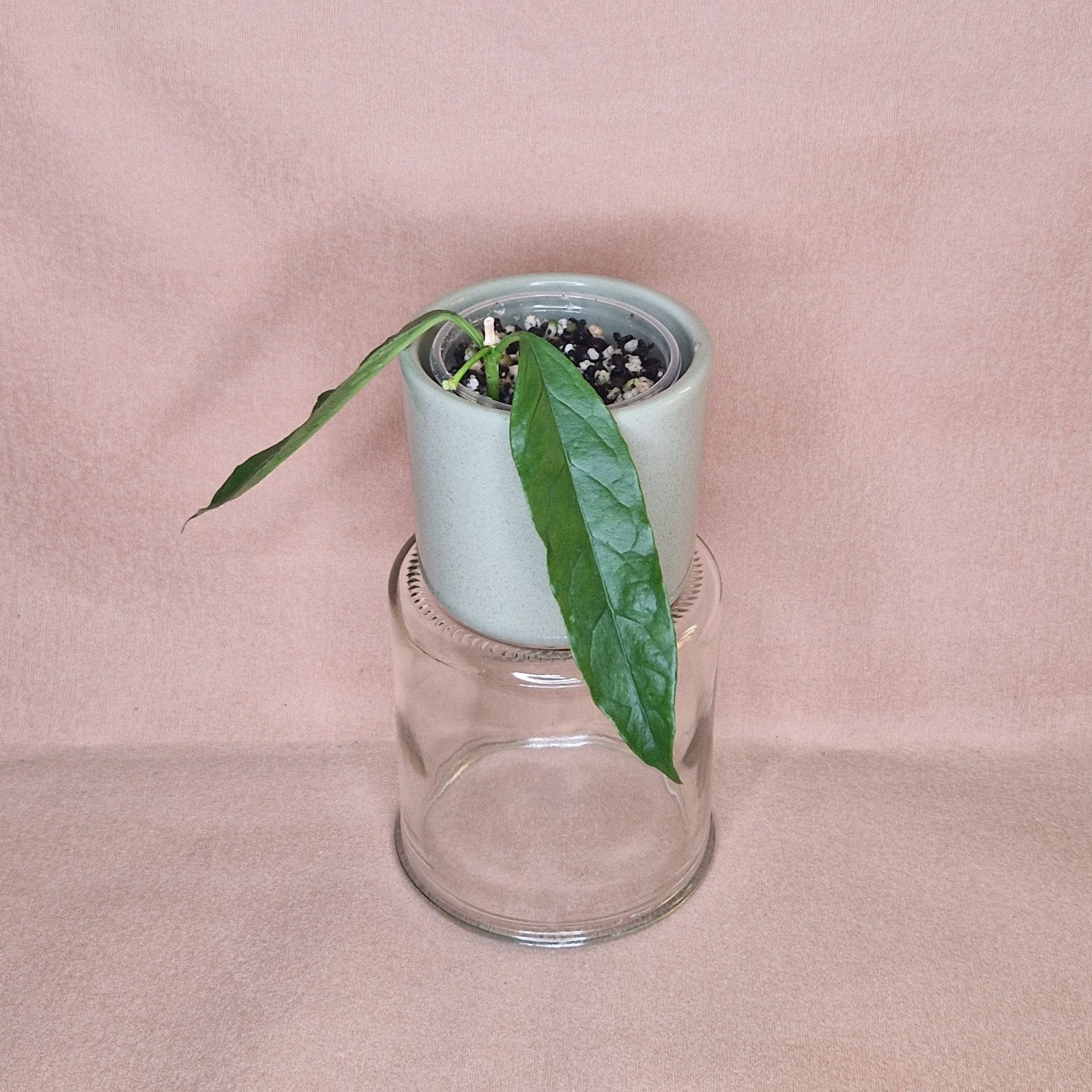 Hoya Decipulae 1, Huis en Inrichting, Verzenden, Overige soorten, Halfschaduw, Minder dan 100 cm