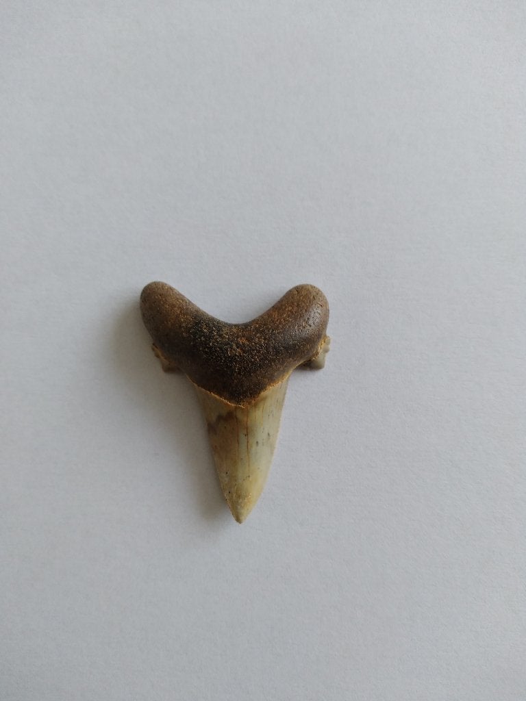 Fossiele haaientand (Otodus Auriculatus), Verzamelen, Mineralen en Fossielen, Ophalen of Verzenden, Fossiel