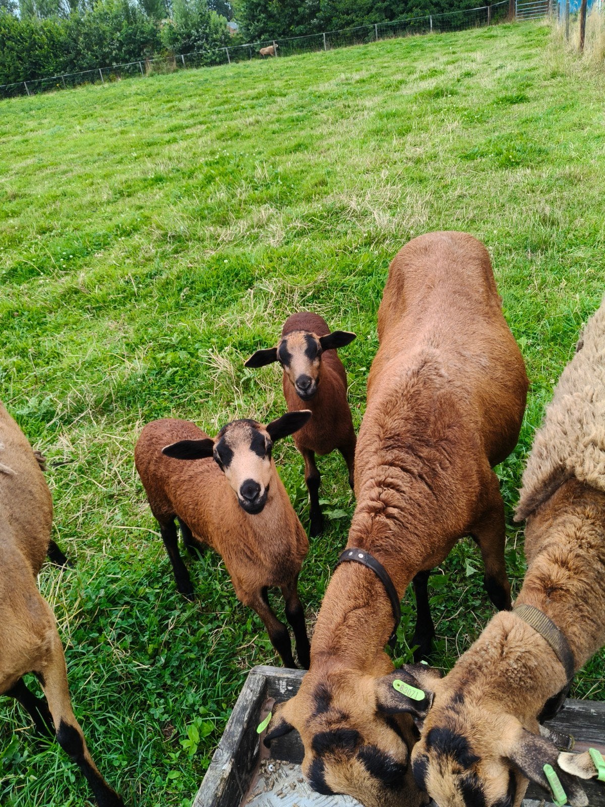 Barbados Black Belly ooi met 2 lammetjes, Dieren en Toebehoren, Meerdere dieren, Schaap, 3 tot 5 jaar