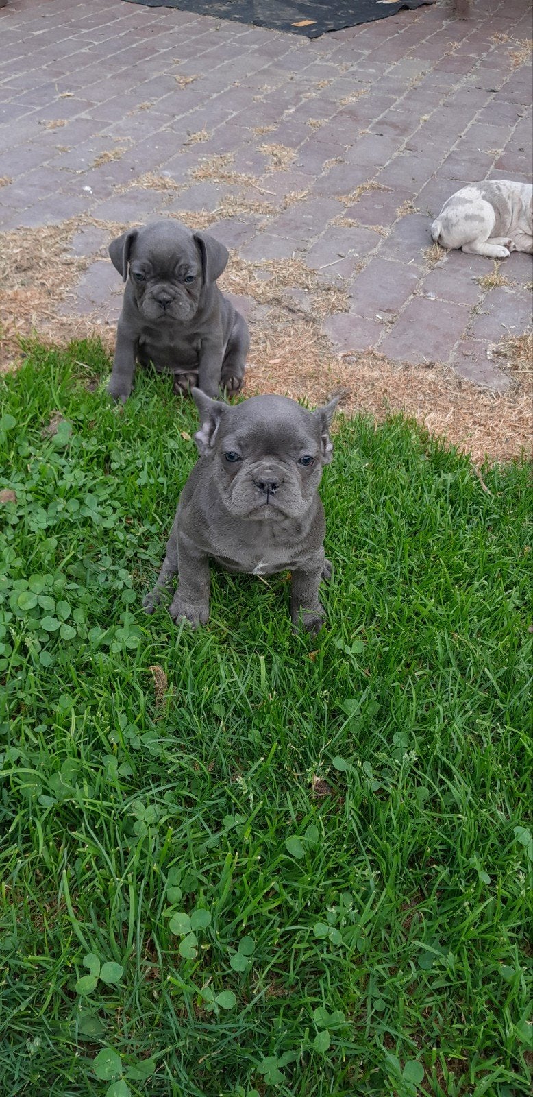 Franse bulldog pups fransebulldog, Dieren en Toebehoren, Honden | Bulldogs, Pinschers en Molossers, Parvo, 8 tot 15 weken, Bulldog