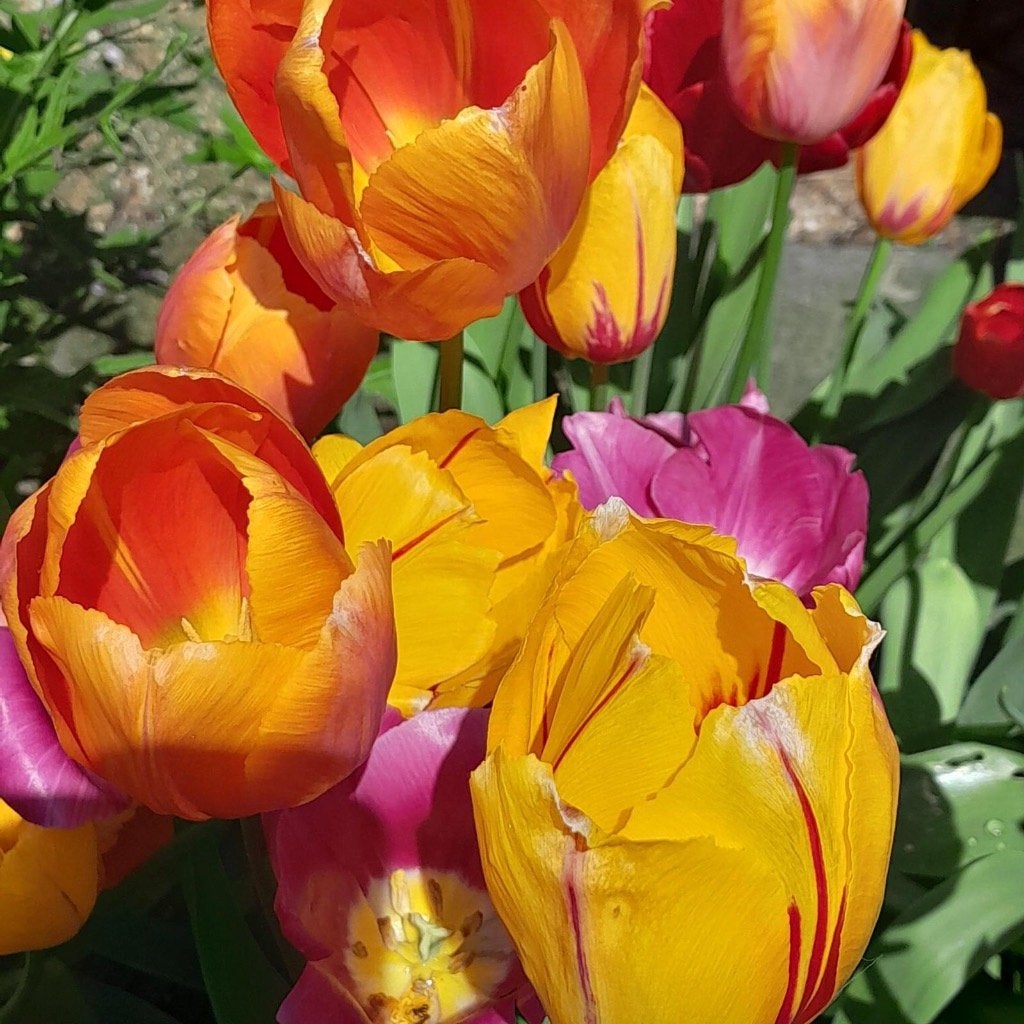 100 tulpenbollen €15, Verzenden, Voorjaar, Volle zon, Bloembol