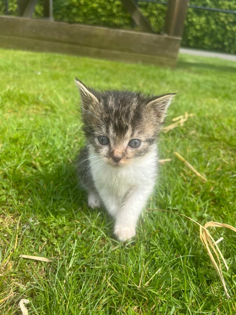 Lieve, leuke kittens, Dieren en Toebehoren, Meerdere dieren, Kortharig, 0 tot 2 jaar