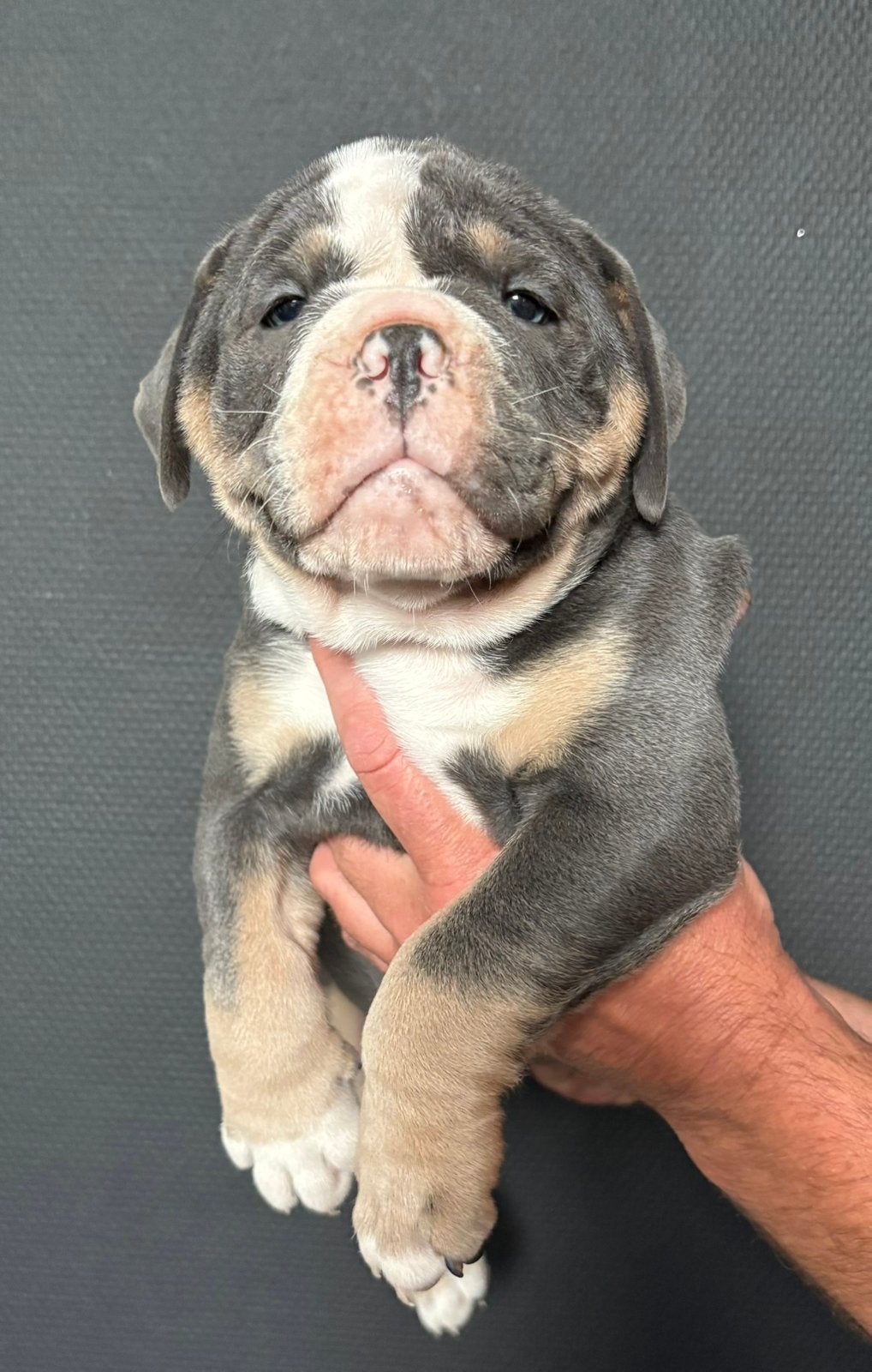 Old English Bulldog pups, Dieren en Toebehoren, 8 tot 15 weken, Parvo, Bulldog, Meerdere