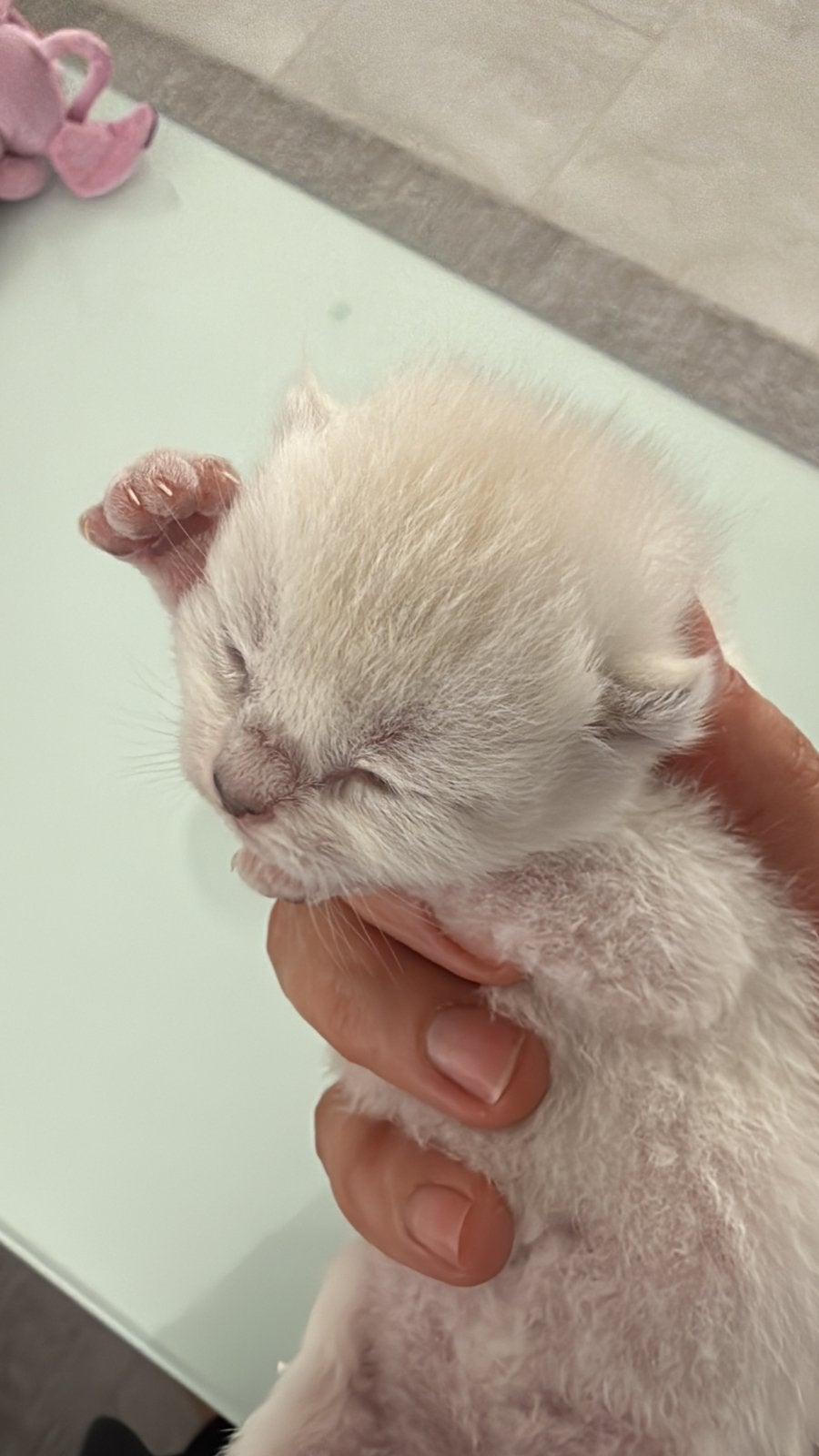 PRACHTIGE KITTENS ZOEKEN HUN FOREVER HOME