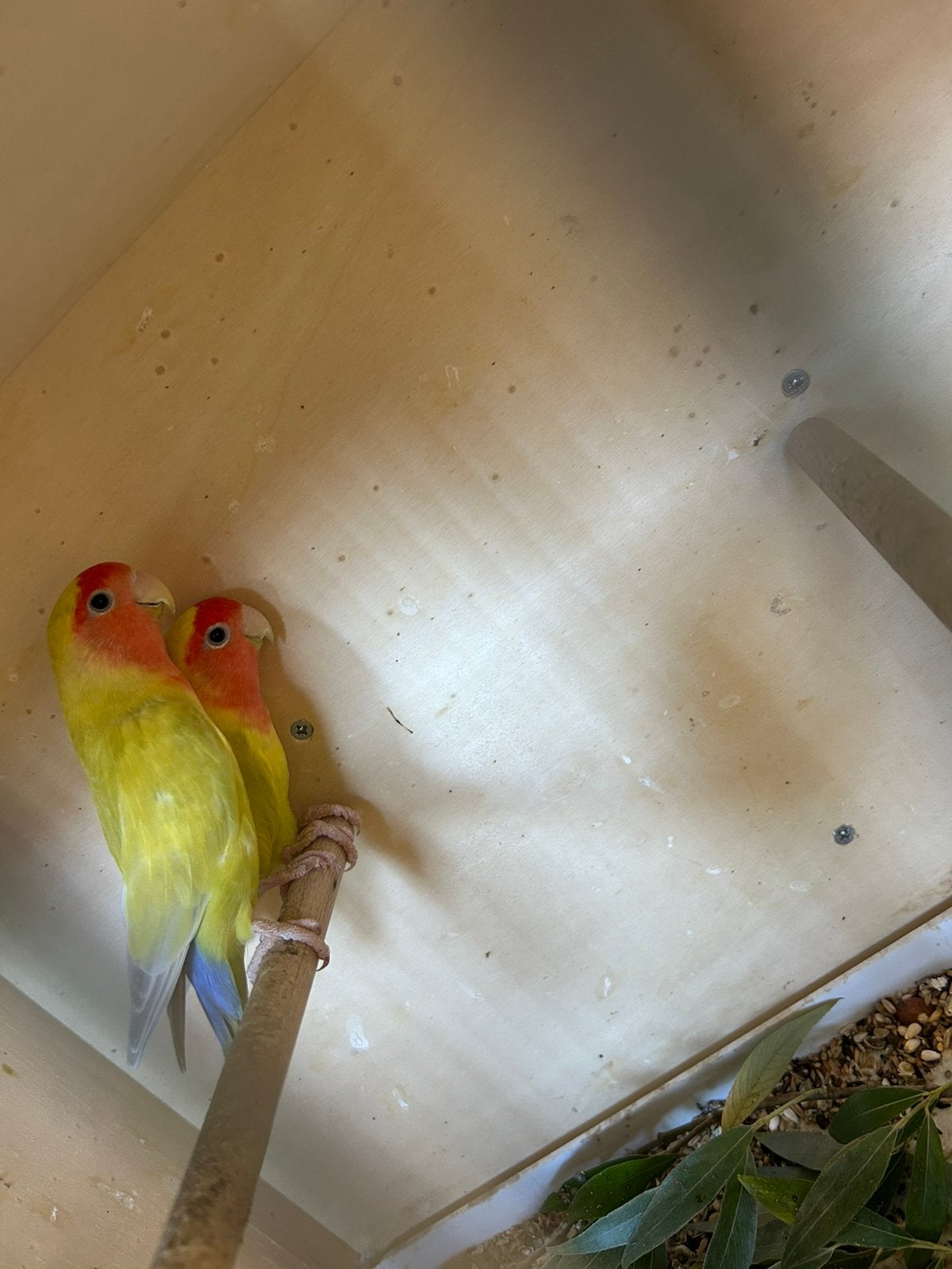 Agapornis roseicollis, Dieren en Toebehoren, Meerdere dieren, Parkiet, Geringd