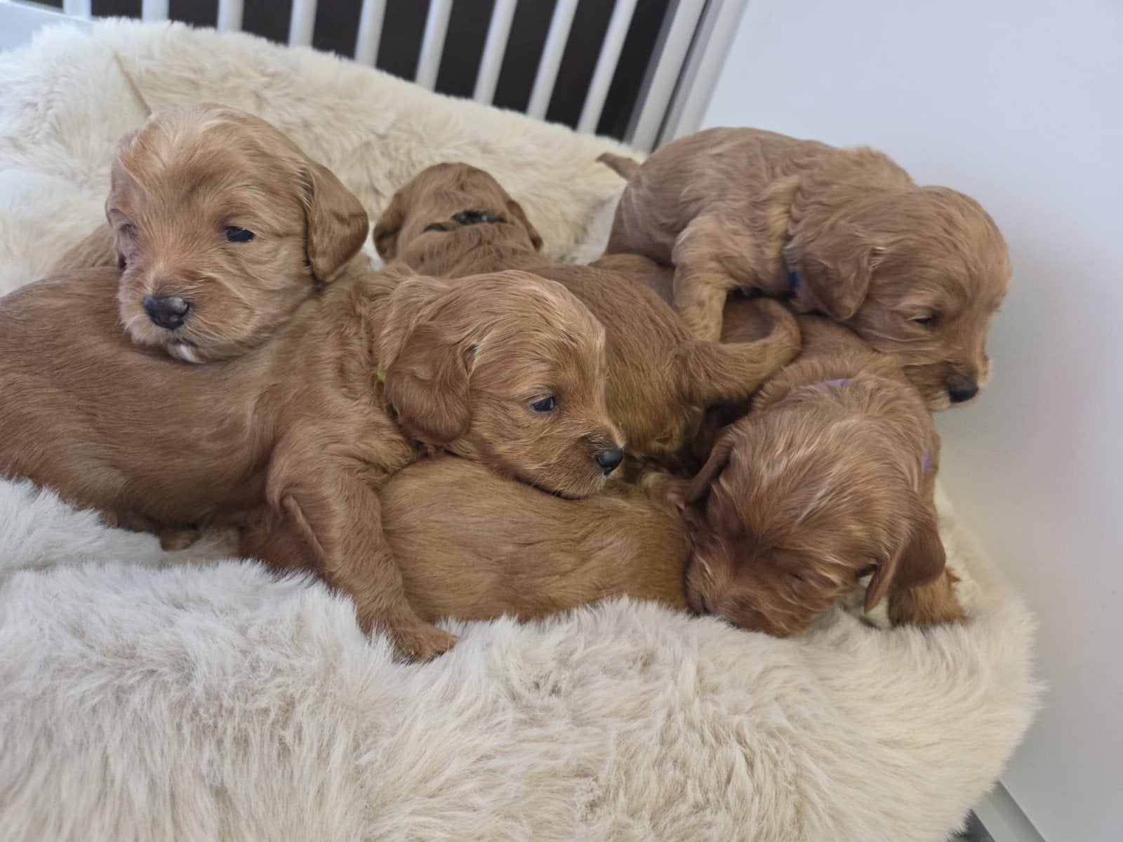 mini labradoodles, Overige rassen, 8 tot 15 weken, Meerdere, Meerdere dieren