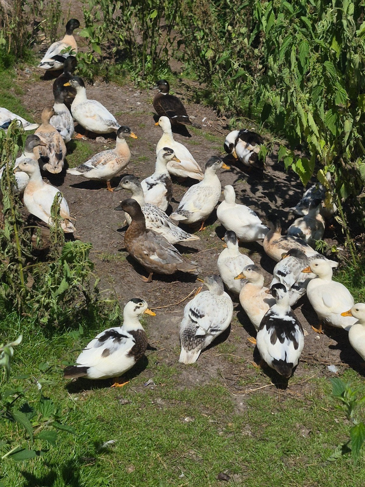 Kwakers, Dieren en Toebehoren, Pluimvee, Meerdere dieren, Eend