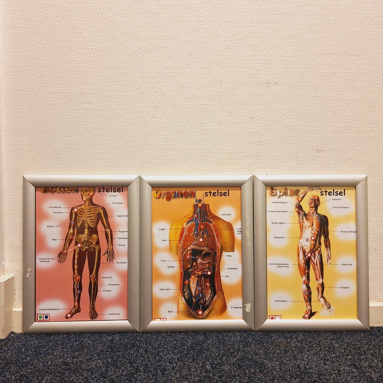 3x Anatomische Posters: Botten, Organen, Spieren, Gebruikt, Onbekend@voorbeeld.com, Meerkleurig, Overige stijlen
