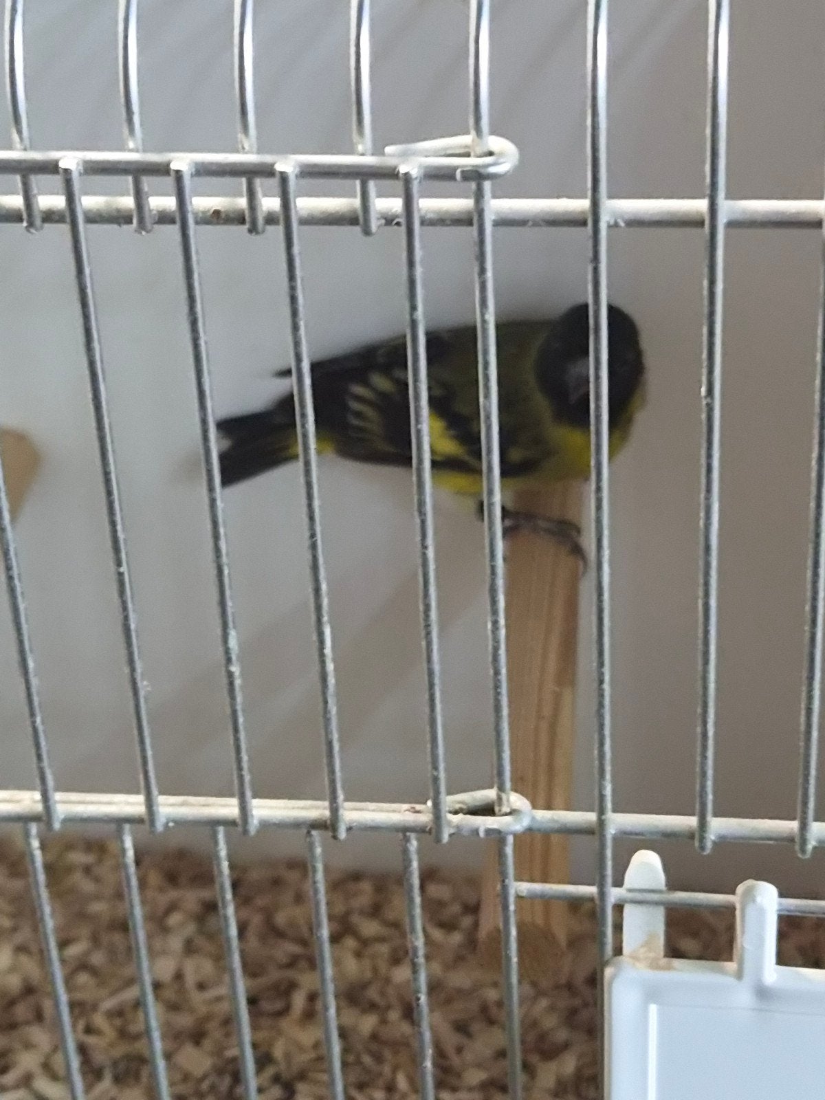 man zwartkop sijs, Mannelijk, Tropenvogel, Geringd