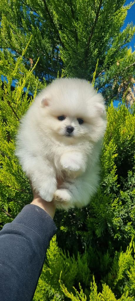 Pomeriaan pup, Dieren en Toebehoren, Honden | Poolhonden, Keeshonden en Oertypen, Teef, Keeshond, Particulier, Eén hond, Nederland