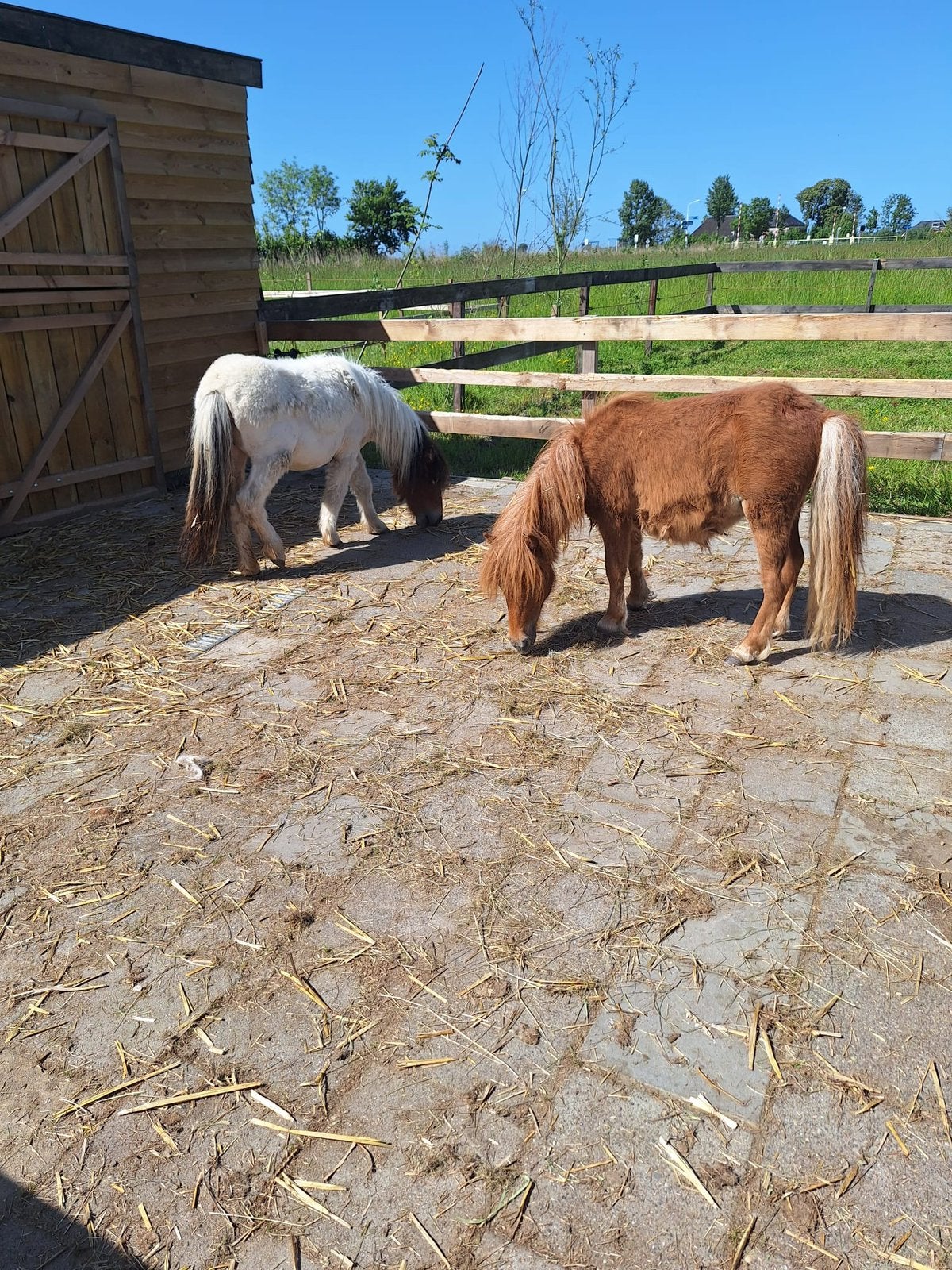 Paard gezocht buitenritten.