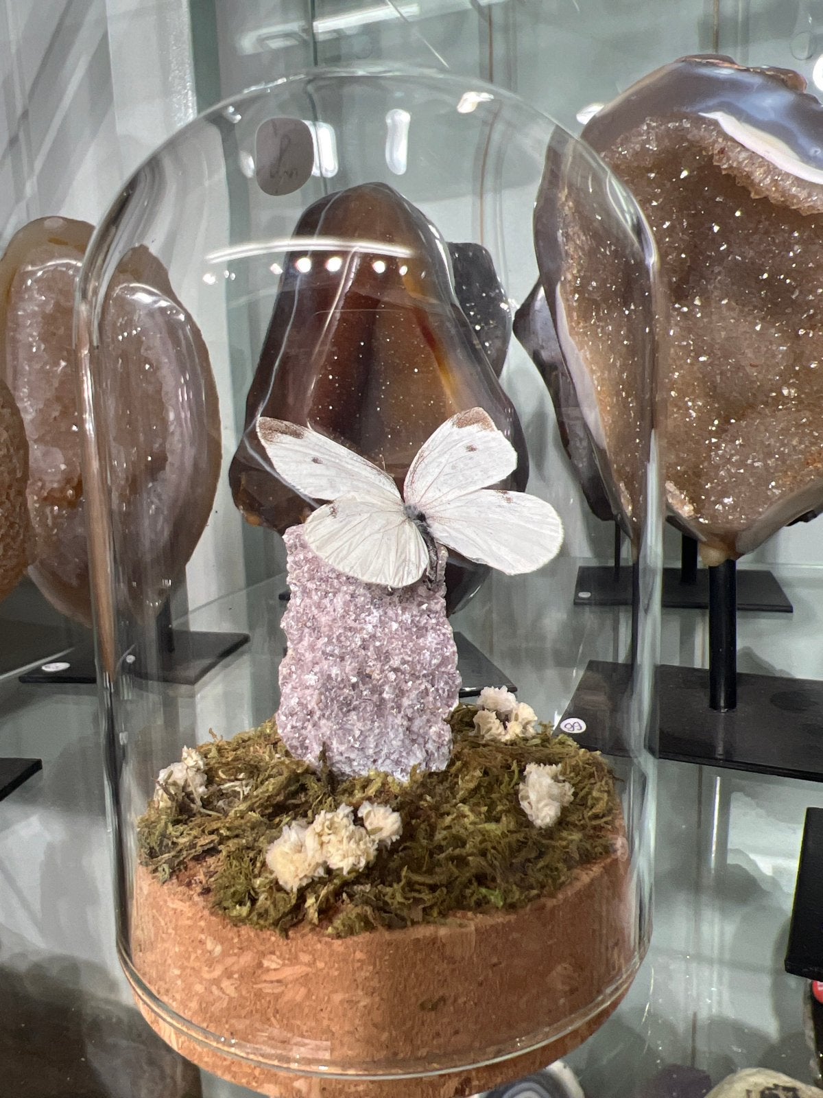 Unieke vlinder en mineraal display in glazen stolp, Ophalen of Verzenden, Overige typen