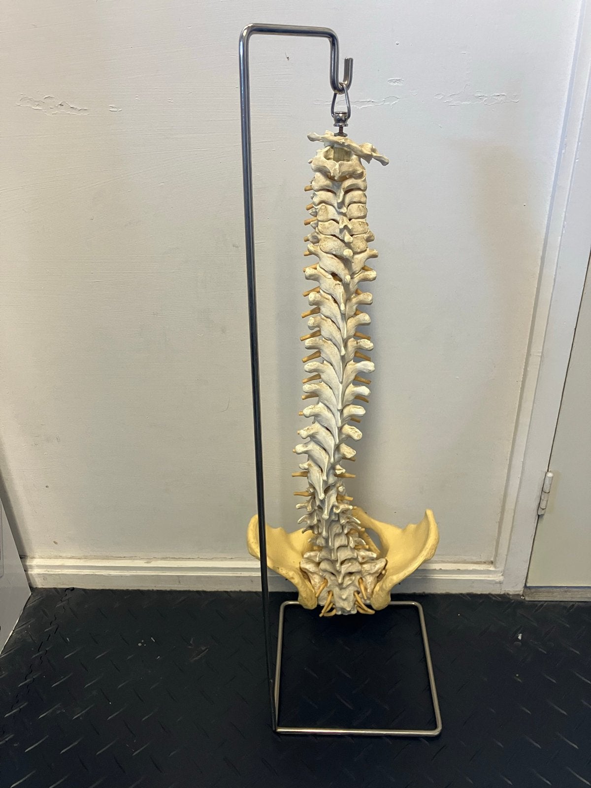 Anatomisch model menselijke wervelkolom met bekken, Ophalen of Verzenden