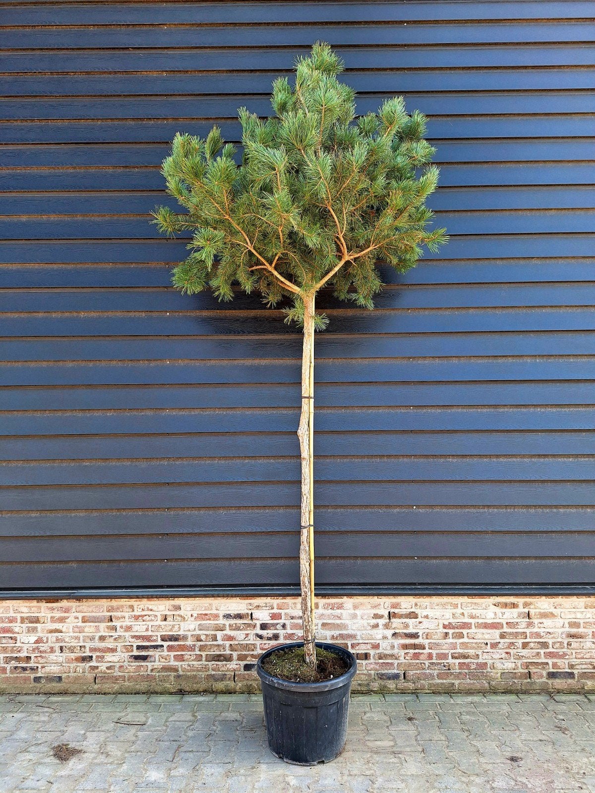 Pinus nigra❗️🍀 ️hoogstam🍀❗️, Tuin en Terras, Planten | Bomen, Ophalen, Volle zon, Overige soorten
